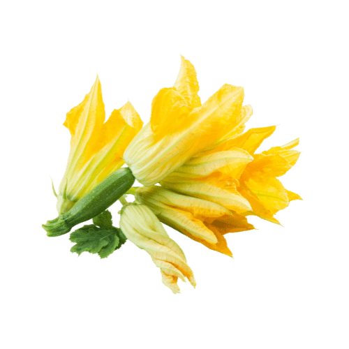 Zucchini Flower