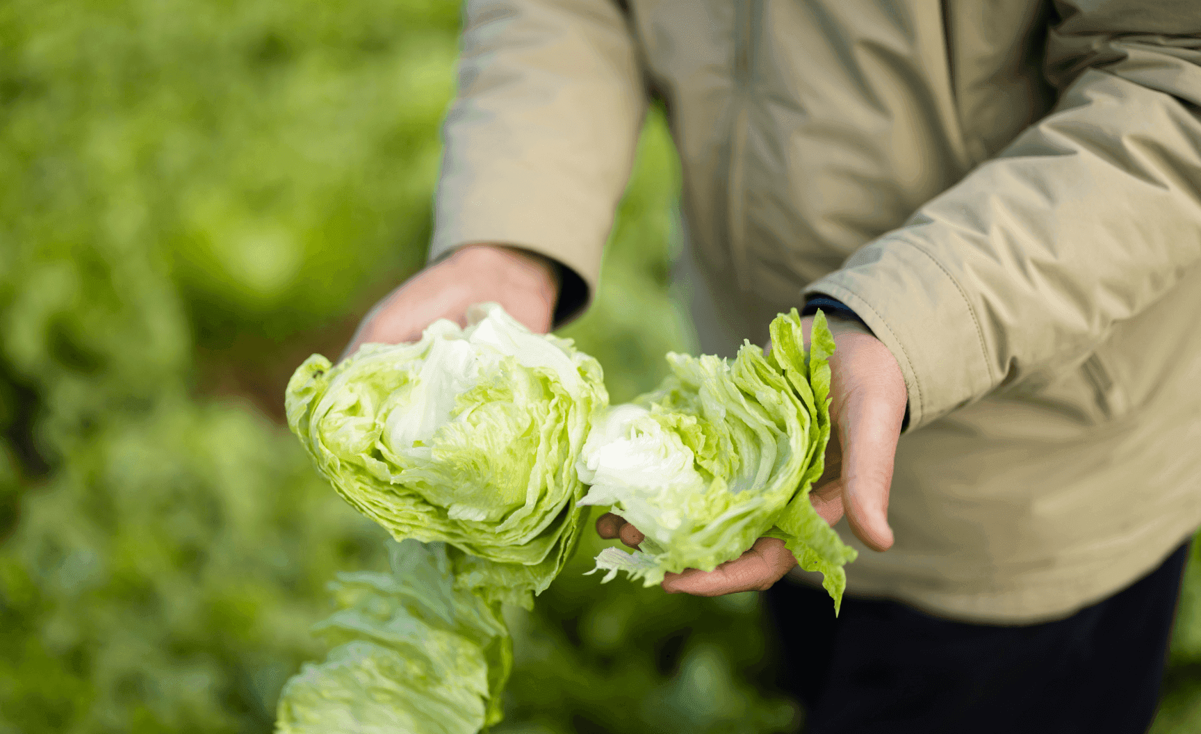 fresh wholesale fruit and veg provider.
