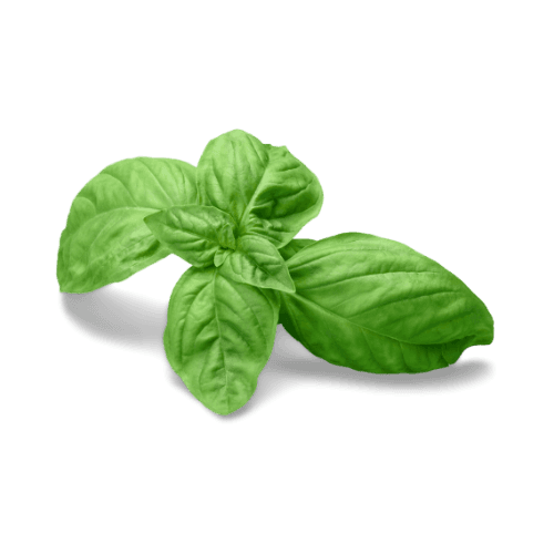 Basil