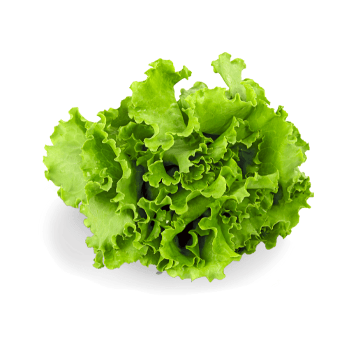 Green Coral