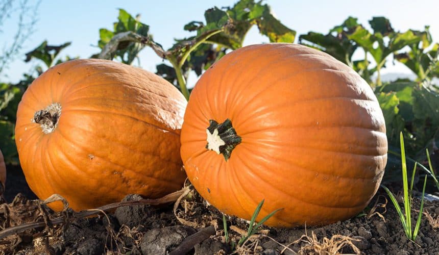Two large halloween pumpkins in a field