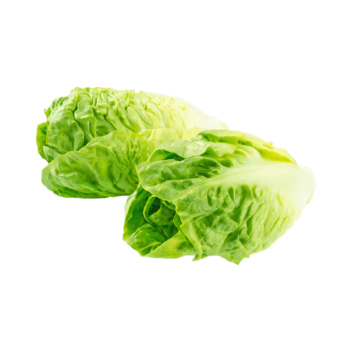 Baby Cos Lettuce