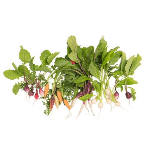 PV - Japanese Turnip