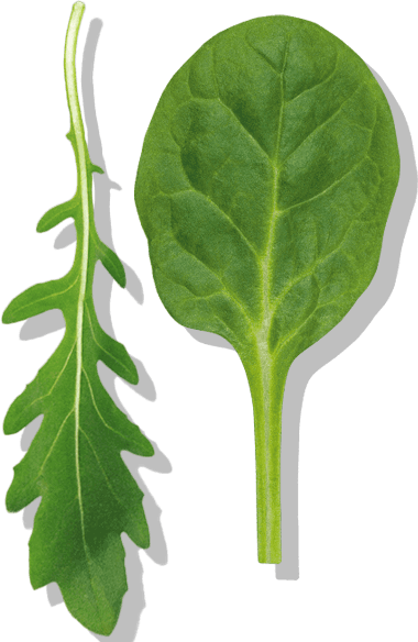 baby spinach and baby rocket leaves