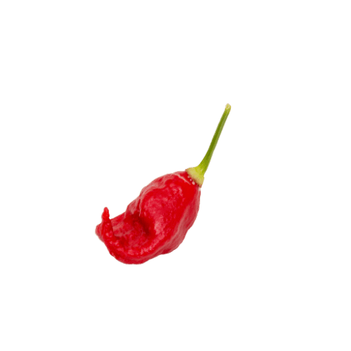 Ghost - Chilli